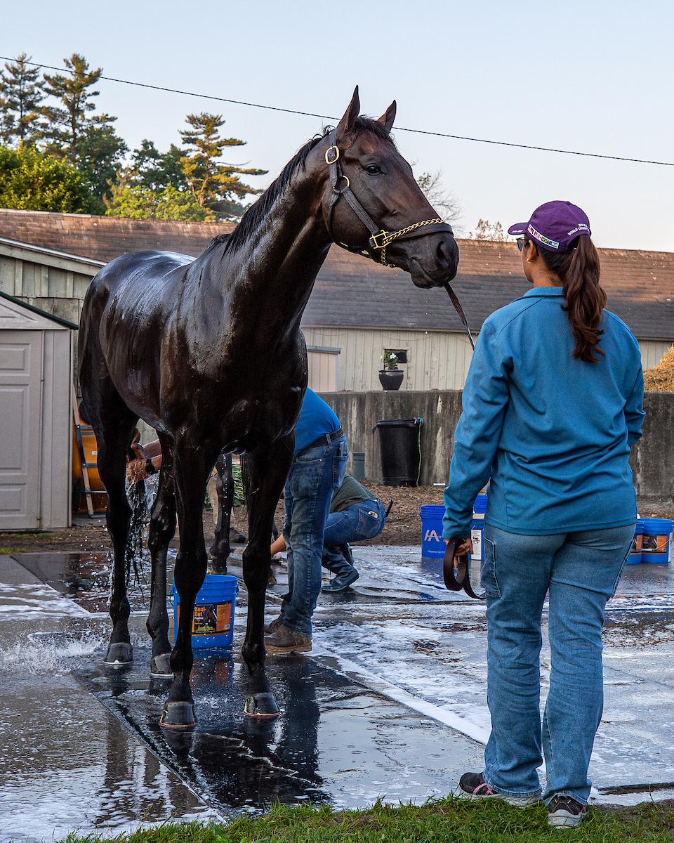 Mindframe, Belmont Stakes, Saratoga Race Course, Eclipse Sportswire Mindframe, Belmont Stakes, Saratoga Race Course, Eclipse Sportswire